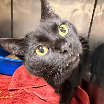 Rosa -  Domestic Short Hair Cat for Adoption in Corydon, Indiana - Rosa | PetCurious