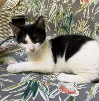 Peppercorn and Nutmeg -  Domestic Short Hair Cat for Adoption in Webster, Massachusetts - Peppercorn And Nutmeg | PetCurious