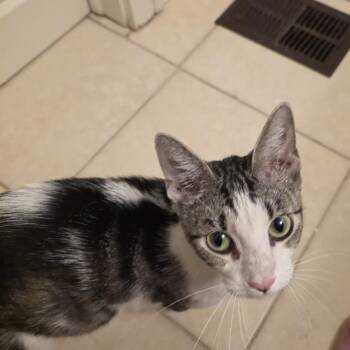 Brenda -  Domestic Short Hair Cat for Adoption in Port Richey, Florida - Brenda | PetCurious