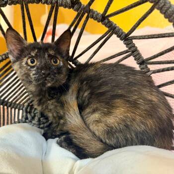 Tori -  Domestic Short Hair Cat for Adoption in Lewisville, Texas - Tori | PetCurious