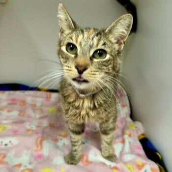 Domestic Short Hair Cats Available for Adoption in Long Beach, California - Lady | PetCurious