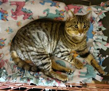Rescue Domestic Short Hair Cats for Adoption in Parma Heights, Ohio - Pork Chop | PetCurious