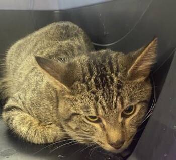 Rescue Domestic Short Hair Cats for Adoption in Indianapolis, Indiana - Walnut | PetCurious