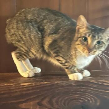 Rescue Manx Cats for Adoption in Waggaman, Louisiana - Sarafina | PetCurious