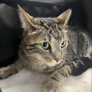 Kendall Roy -  Domestic Short Hair Cat for Adoption in Dearborn, Michigan - Kendall Roy | PetCurious