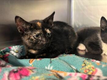 Domestic Short Hair Cats Available for Adoption in Grand Prairie, Texas - TORTILLA | PetCurious