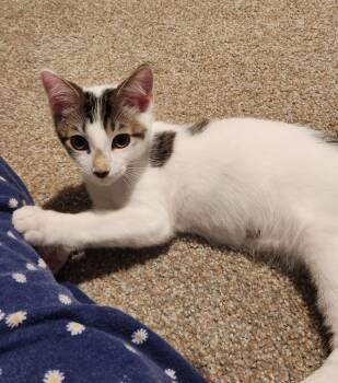 Rescue Domestic Short Hair Cats for Adoption in Youngsville, North Carolina - Durango25 | PetCurious