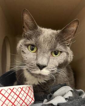 Domestic Short Hair Cats Available for Adoption - Belle | PetCurious