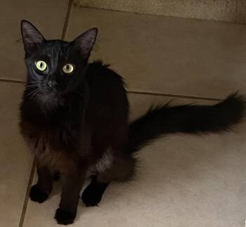 Cheyenne -  Domestic Medium Hair Cat for Adoption in Hopkinton, Massachusetts - Cheyenne | PetCurious