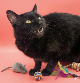 Domestic Short Hair Cats Available for Adoption - Rider | PetCurious