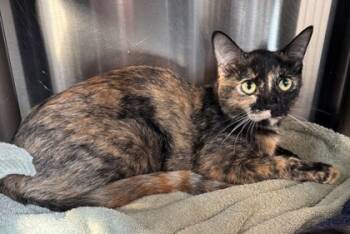 Rescue Domestic Short Hair Cats for Adoption in Willmar, Minnesota - Mittens McMuffin | PetCurious