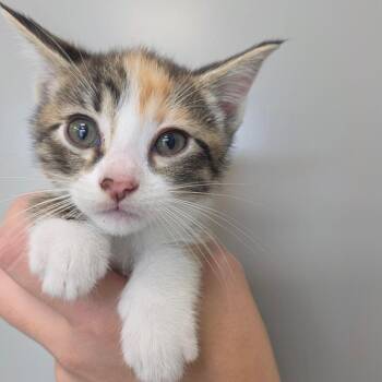 Ariel -  Domestic Short Hair Cat for Adoption in Sand Springs, Oklahoma - Ariel | PetCurious
