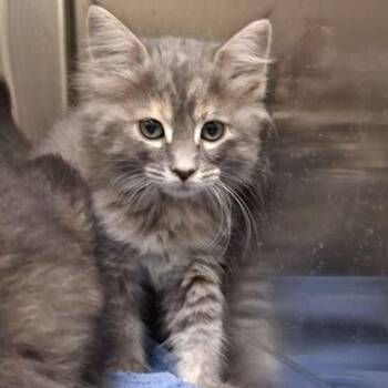 Moonbeam -  Domestic Long Hair Cat for Adoption in Lake Havasu City, Arizona - Moonbeam | PetCurious