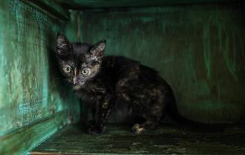 Domestic Short Hair Cats Available for Adoption in San Antonio, Texas - Magnolia | PetCurious
