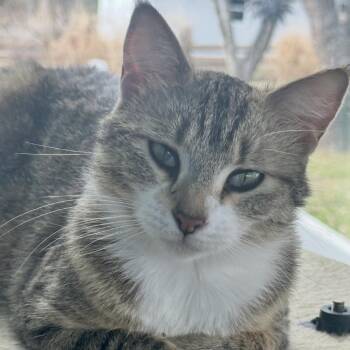 Chelsea -  Domestic Short Hair Cat for Adoption in Ashland, Virginia - Chelsea | PetCurious