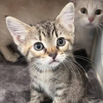 Domestic Short Hair Cats Available for Adoption in Washburn, Missouri - Fuchsia | PetCurious