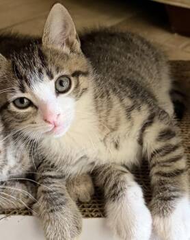 Eeyore -  Domestic Short Hair and Tiger Cat Available for Adoption in Lake Monroe, Florida - Eeyore | PetCurious