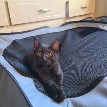 Haymitch -  Domestic Short Hair Cat for Adoption - Haymitch | PetCurious