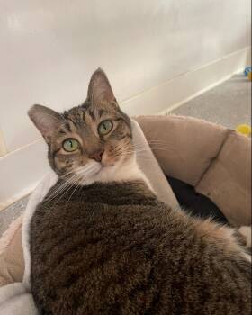 Rescue Domestic Short Hair Cats for Adoption in Indiana, Pennsylvania - Lucy | PetCurious