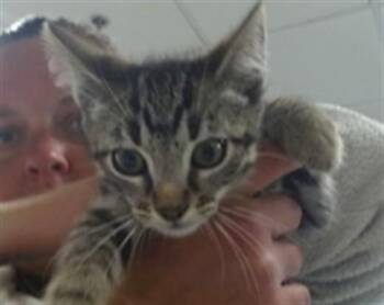 Domestic Short Hair Cats Available for Adoption in Oklahoma City, Oklahoma - A474013 | PetCurious