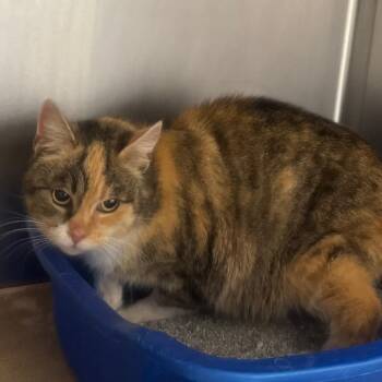 Domestic Short Hair Cats Available for Adoption - Lani | PetCurious