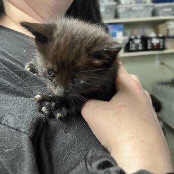 Licorice -  Domestic Short Hair Cat Available for Adoption in Mt. Juliet, Tennessee - Licorice | PetCurious