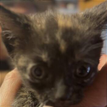 Coffee -  Domestic Medium Hair Cat for Adoption in Midland, Texas - Coffee | PetCurious