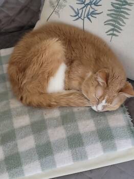 Fluffy -  Domestic Short Hair Cat for Adoption in Rockford, Michigan - Fluffy | PetCurious