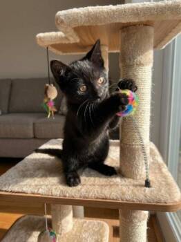 Domino -  American Shorthair Cat for Adoption in Union City, New Jersey - Domino | PetCurious