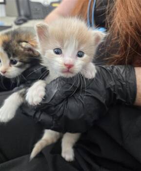 SUNRISE -  Domestic Long Hair Cat for Adoption in Dallas, Texas - SUNRISE | PetCurious