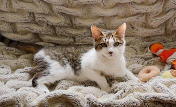 Missy -  Domestic Short Hair Cat for Adoption in Roberts Creek, British Columbia - Missy | PetCurious