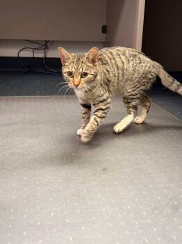 Domestic Short Hair Cats Available for Adoption in Salisbury, North Carolina - Piper | PetCurious