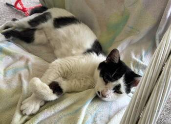 CARLA -  Domestic Short Hair Cat Available for Adoption in Fort Myers, Florida - CARLA | PetCurious