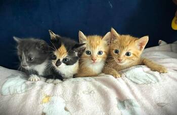 Four Adorable Kittens -  Domestic Short Hair Cat for Adoption - Four Adorable Kittens | PetCurious