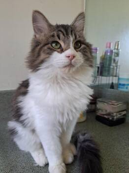 Lily (11 months) -  Domestic Long Hair Cat for Adoption in Los Angeles, California - Lily (11 Months) | PetCurious
