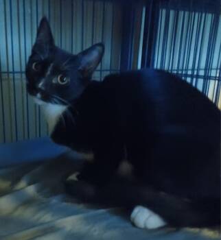Cosmo -  Domestic Short Hair Cat for Adoption in Jacksonville, Florida - Cosmo | PetCurious