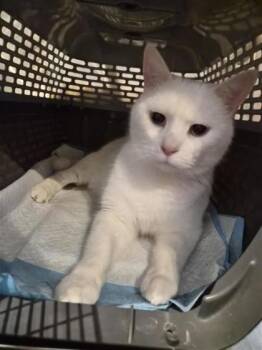 Bonbon -  Domestic Medium Hair and Domestic Short Hair Cat for Adoption in Montreal, Quebec - Bonbon | PetCurious