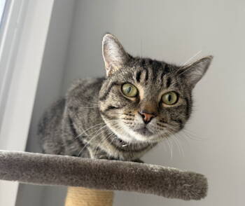 Rescue Domestic Short Hair Cats for Adoption in Oakland, California - Caroline | PetCurious