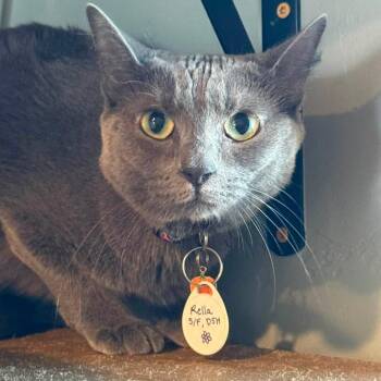 Rella -  Domestic Short Hair Cat for Adoption in Tucson, Arizona - Rella | PetCurious