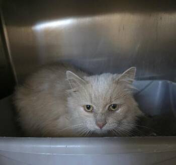 Domestic Long Hair Cats Available for Adoption - Simpson | PetCurious