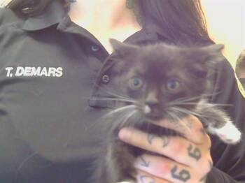 CHIPPEWA -  Domestic Short Hair Cat for Adoption in Sacramento, California - CHIPPEWA | PetCurious