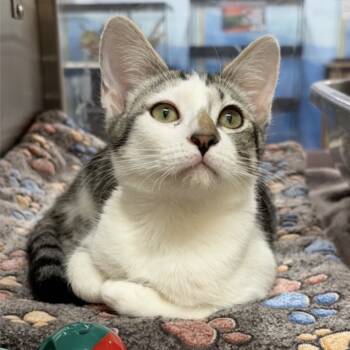 Rescue Domestic Short Hair Cats for Adoption in Hemet, California - Mackie | PetCurious