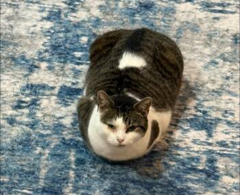 Rescue Tabby and Domestic Short Hair Cats for Adoption in Newark, New Jersey - Lindsey | PetCurious