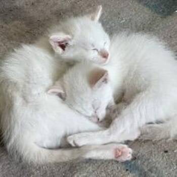 Skims -  Domestic Short Hair Cat for Adoption in Buffalo, Minnesota - Skims | PetCurious