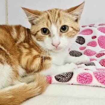 Kelp -  Domestic Short Hair Cat for Adoption in Oakland, California - Kelp | PetCurious