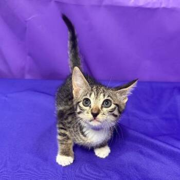 Praire -  Domestic Short Hair Cat for Adoption in North Myrtle Beach, South Carolina - Praire | PetCurious