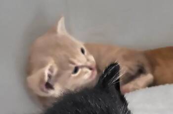 Simon -  Domestic Short Hair Cat for Adoption in Nashville, Tennessee - Simon | PetCurious
