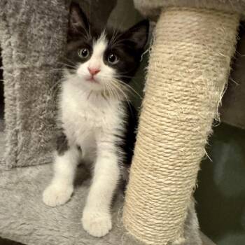 Domestic Short Hair Cats Available for Adoption in Las Vegas, Nevada - Brody | PetCurious