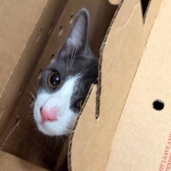 Maximus -  Domestic Short Hair Cat for Adoption in Philadelphia, Pennsylvania - Maximus | PetCurious