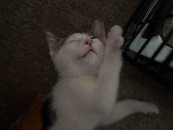Carson -  Tabby and Domestic Short Hair Cat for Adoption in Cleveland, Ohio - Carson | PetCurious
